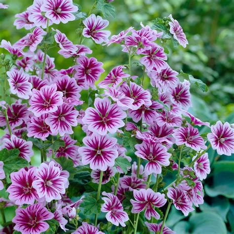 With a little deadheading, arizona red shades will bloom all summer long, providing vibrant color to almost any perennial garden. Zebrina Mallow | Rabbit resistant plants, Mallow flower ...