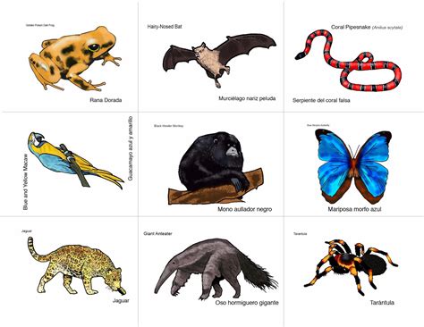 Rainforest Animals List Examples And Forms