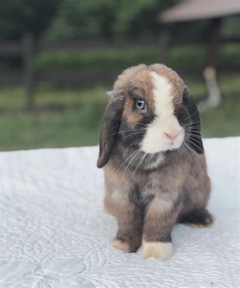 Black Tort Vienna Holland Lop Doll Roseandnashfarmette Pet Bunny