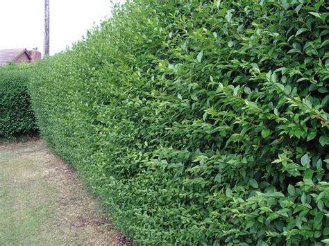 1 Green Privet 20 50cm Tall Hedging Ligustrum Plants Hedge Fast