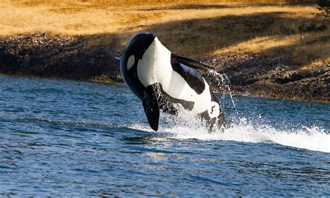 Astounding Facts About Killer Whales You Would Love To Know Worldatlas