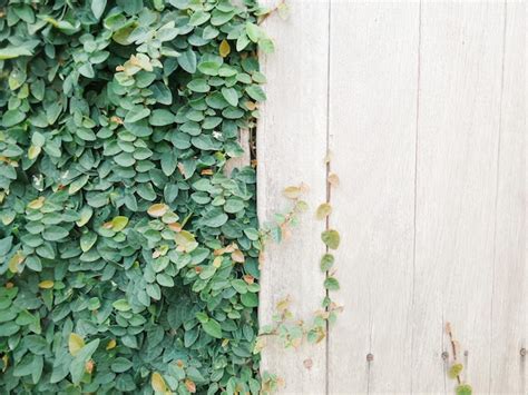 Premium Photo Plants Growing By Wooden Fence
