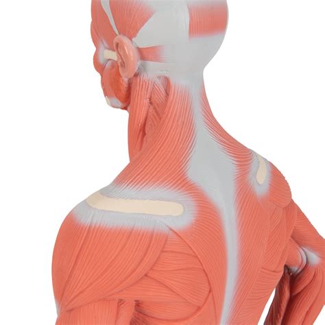 Anatomical Teaching Models Plastic Human Muscle Models Muscle Figure
