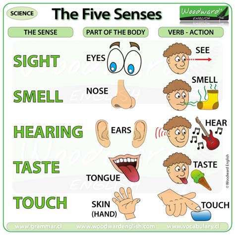 The Five Senses Lessons Blendspace