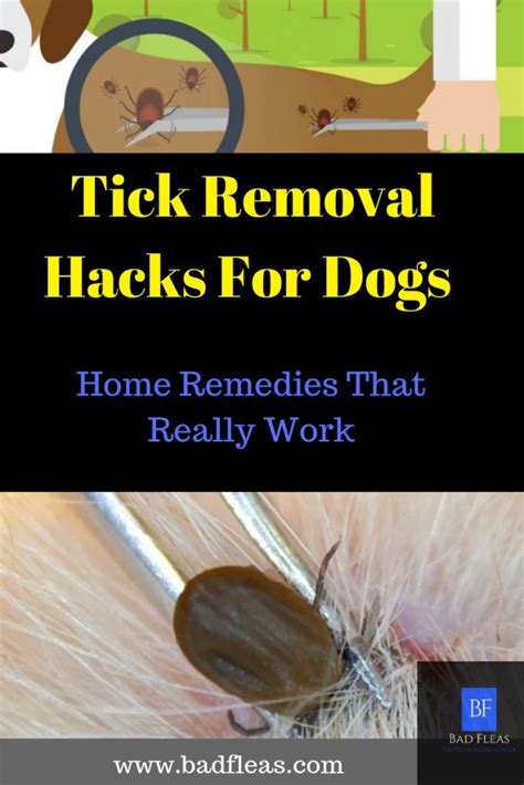 Engorged Tick How To Remove A Tick From A Dog That Is Embedded Dog