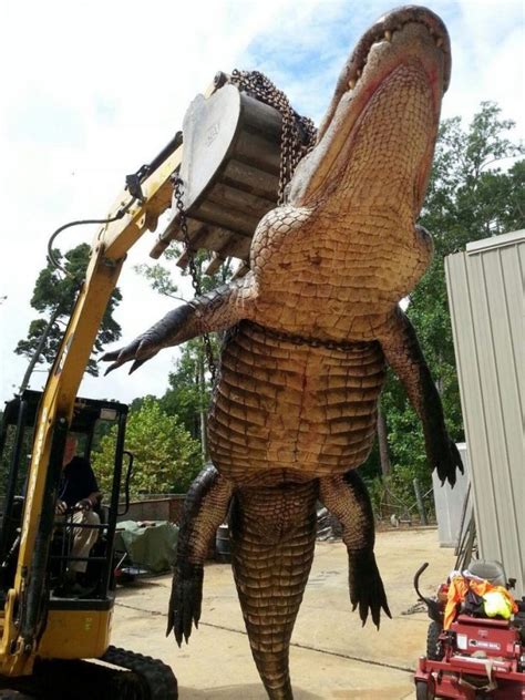 Record Breaking Alligator Pulled From Lake Eufaula Al Weighs In At 920