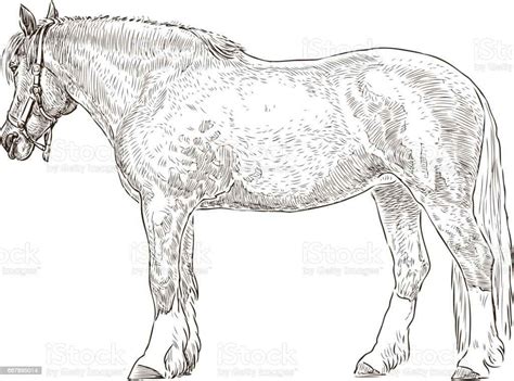 Detail Gambar Sketsa Kuda Koleksi Nomer 3