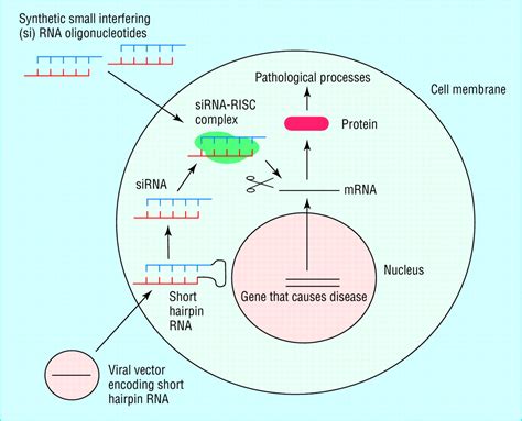Rna Interference The Bmj