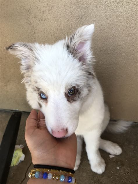 With their breeder, waiting for you! Border Collie Puppies For Sale | Valley Center, CA #297130
