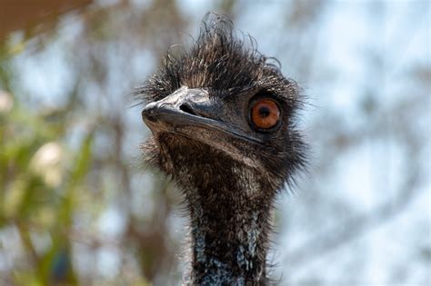 Emu Animale Zoo Foto Gratis Su Pixabay Pixabay