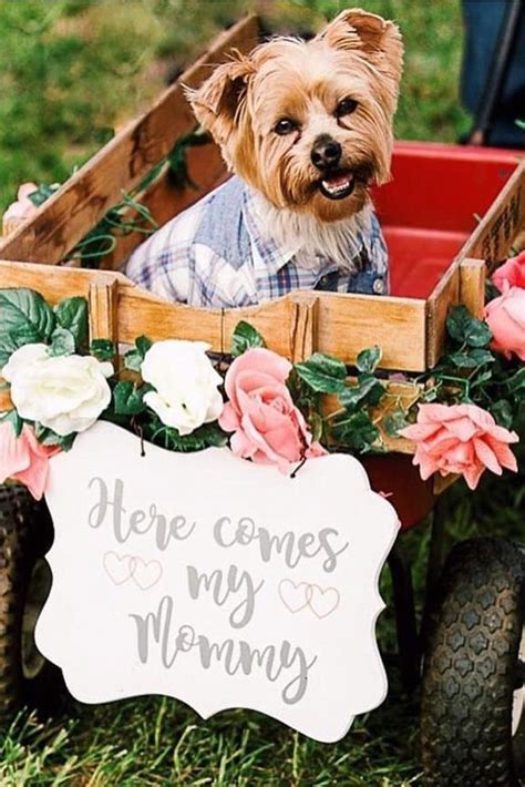 30 Gorgeous Photo Ideas Of Wedding Pets Wedding Forward In 2020