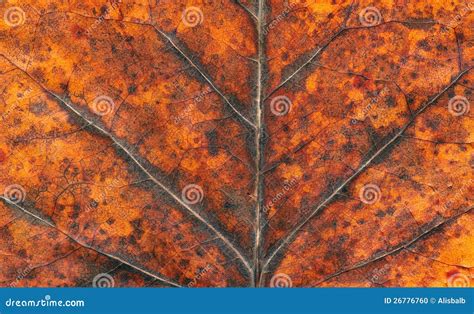 Dry Autumn Tulip Tree Leaf Background Stock Photo Image Of Backdrop