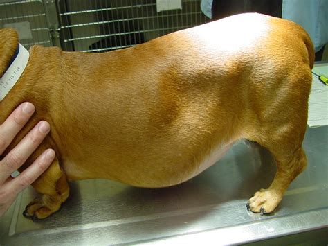 What Is Abdominal Swelling In Dogs Doggo Health