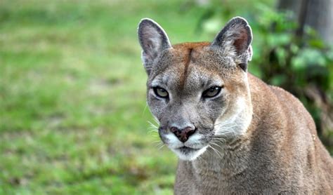 Eastern Cougars Declared Extinct After Vanishing Over 75 Years Ago