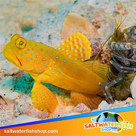 Goby For Sale Online Yellow Watchman Mandarin Goby Clown Sleeper
