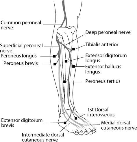 Superficial Peroneal Nerve Distribution