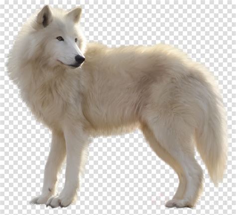 Download Download White Wolf Png Clipart Arctic Wolf Clip Art Clip