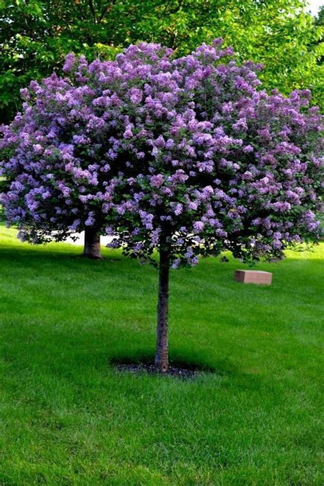 Purple Lilacs Garden 16 Lilac Tree Easy Landscaping Garden Trees
