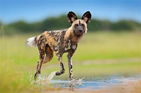 The wild dog — also sometimes called the hunting dog or african painted dog — has a colorful, patchy coat; 10 Facts About African Wild Dogs (Cape Hunting Dogs ...