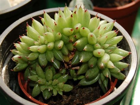 Echeveria Agavoides Cristata Crested Molded Wax Agave World Of