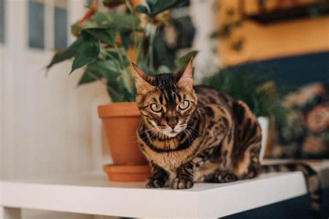 Are Bengal Cats Good Pets All You Need To Know