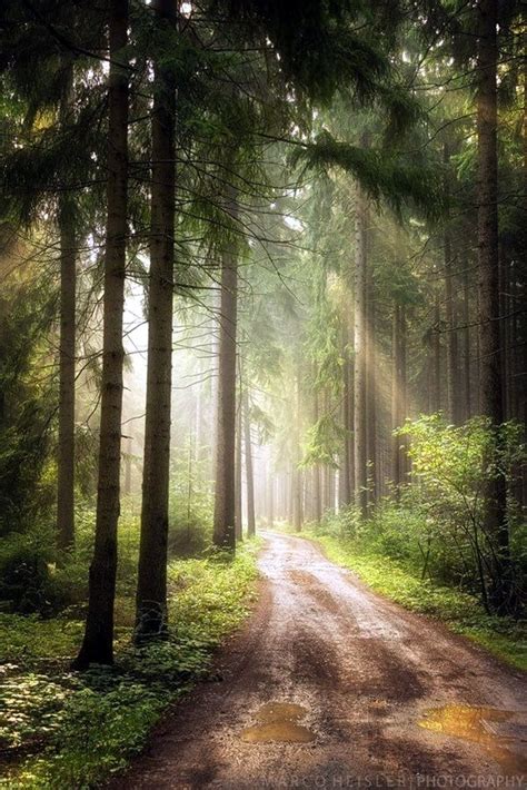 40 Fascinating Photographs Of Forest Paths To Another World Ekstrax