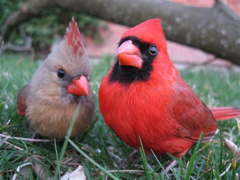 Image Result For Male And Female Cardinal Cardinal Couple Cardinal