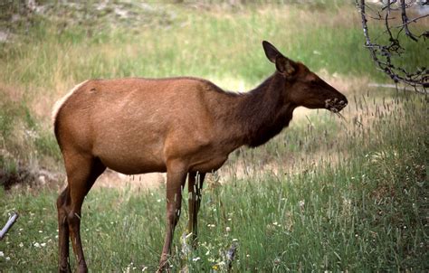 Poaching Of A Cow Elk And Calf Reported In Northern Arizona Knau