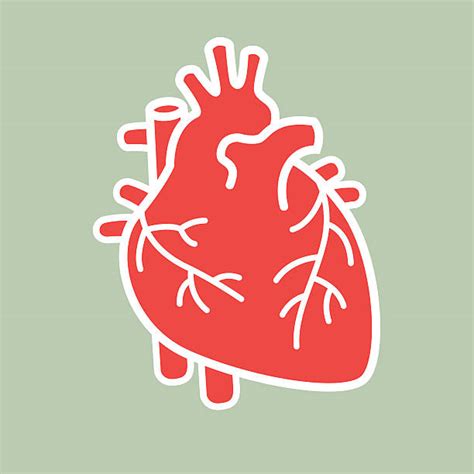 Royalty Free Human Heart Clip Art Vector Images And Illustrations Istock