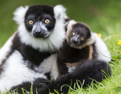 Critically Endangered Black And White Ruffed Lemurs Born At Folly Farm