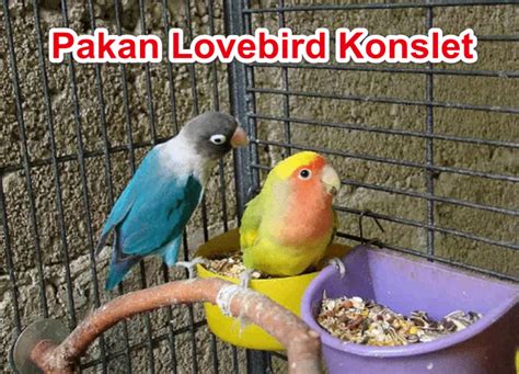 Pakan lovebird terbagi menjadi 2 yaitu makanan pokok dan makanan tambahan (ekstra food). Racikan Pakan Lovebird Konslet Ngekek Panjang | Jenis ...