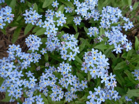 It's easy to overlook a wild clump of forget me not because most plants produce small each variety in the forget me not family produces slightly different flowers, but the main type used for bouquets and flower beds produces small blue flowers. Forget Me Not Flower Wallpapers Images Photos Pictures ...