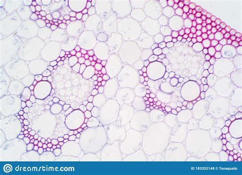 Monocot Plant Vascular Tissue Under The Microscope View Stock Photo