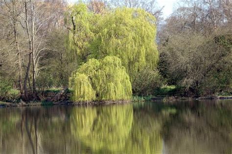 How To Grow Weeping Willows From Cuttings Hunker
