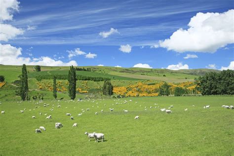 あります。 airismのロゴがプリントされている面が肌面です。 店舗で購入された場合は、購入時に封入されていた3枚をまとめてお持ち下さい。 店舗で確認させていただきます。 オンラインストアで購入された場合はこちらをご確認下さい。 羊と草原(ニュージーランド) | GANREF