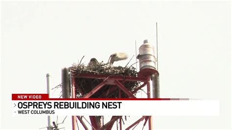 Osprey Return To Rebuild Nest On Abc6fox28 News Tower Wsyx