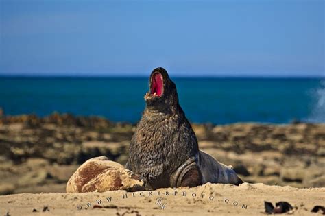 New Zealand Animal Hooker Sea Lion Photo Information