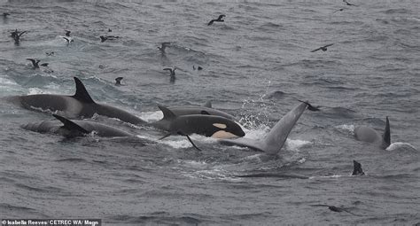 Incredible Pictures Show Blue Whale Being Killed And Eaten By Killer