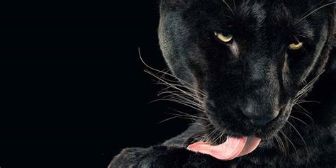 Animal Photography Of Tim Flach Part 1