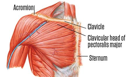 Chest Muscles Anatomy Anatomy Of Upper Yorso Clinically Relevant