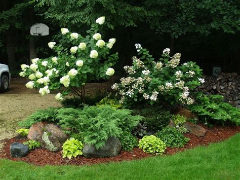 Pine mountain 'winter gold' 2. Landscaping With Hydrangeas Ideas | Hydrangea garden ...