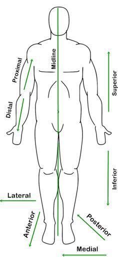 Human Figure Diagram In Anatomic Position With Labeled Reference Arrows