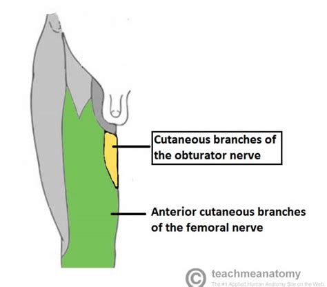 The Obturator Nerve Course Motor Sensory Teachmeanatomy