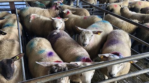 Lamb Prices Push On Amid Tight Supplies And Strong Demand Agriland Ie