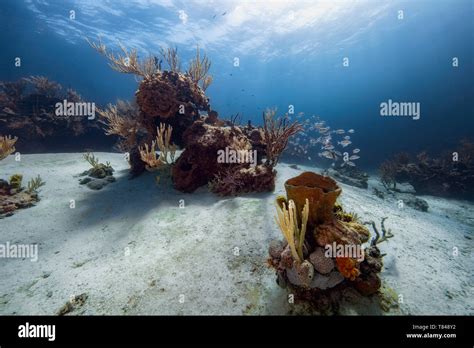 Scenic Underwater View Of Coral Reef Eleuthera Bahamas Stock Photo