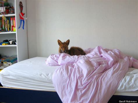 Fox In A Bed Sleeping Vixen Causes A Stir Pictures Huffpost Uk
