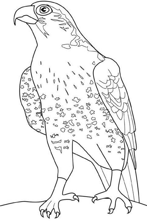 Falcon Coloring Pages To Download And Print For Free