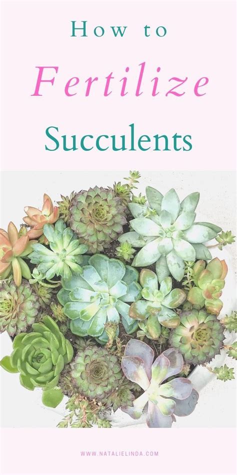 How To Fertilize Succulents Artofit