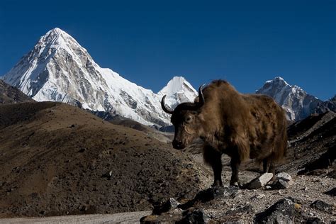 Wild Yak In The Himalayas By Mark Poulton Redbubble