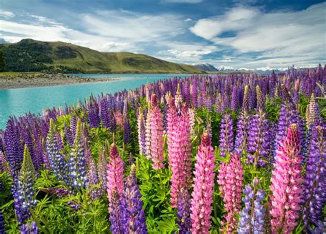 Lirik lagu selamat ulang tahun bahasa korea lengkap hangul romani dan terjemahan bahasa indonesia. Mengenal Bunga Lupin lebih dekat - BibitBunga.com